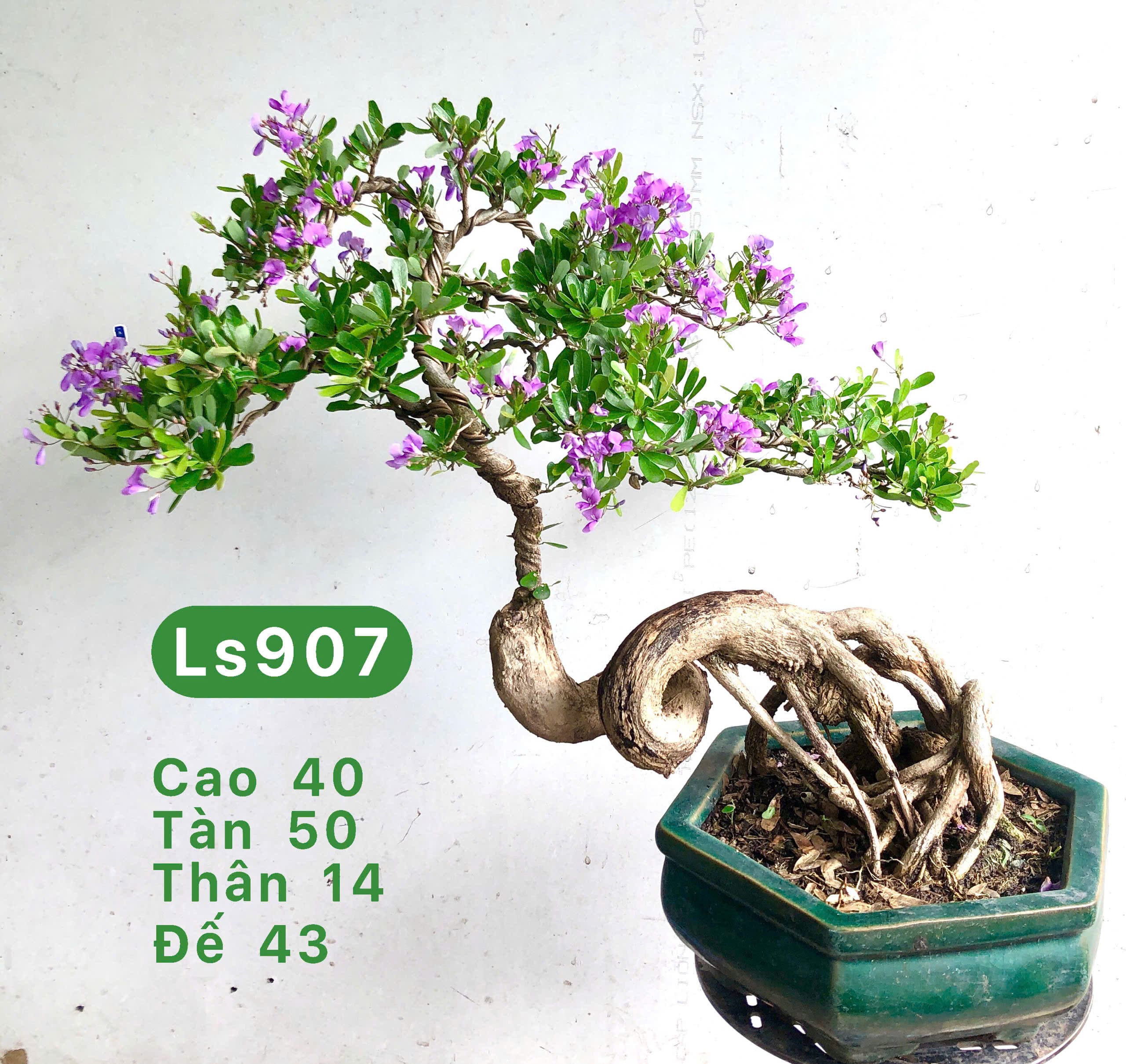 Tổng hợp cây bonsai để bàn